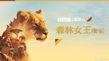 翡翠台晚间剧集时段破天荒播出野生动物纪录片《森林女王》